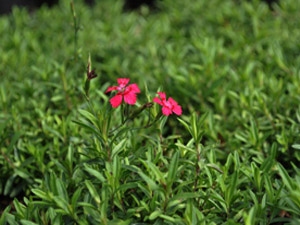 Vivers Càrex - Dianthus deltoides